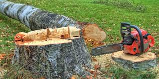 Best Leaf Removal  in Franklinville, NC