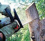 Best Tree Cabling and Bracing  in Franklinville, NC
