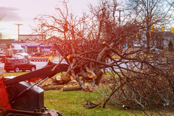 Best Tree Disease Treatment  in Franklinville, NC