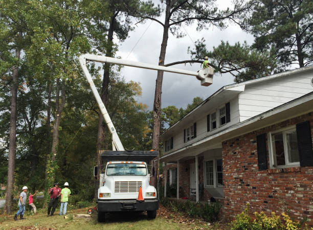 Best Stump Grinding and Removal  in Franklinville, NC