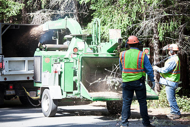 How Our Tree Care Process Works  in  Franklinville, NC