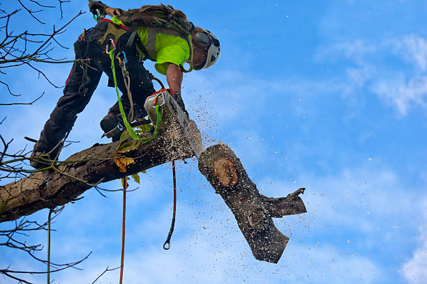 Best Storm Damage Tree Cleanup  in Franklinville, NC